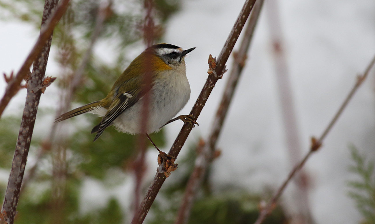 Common Firecrest